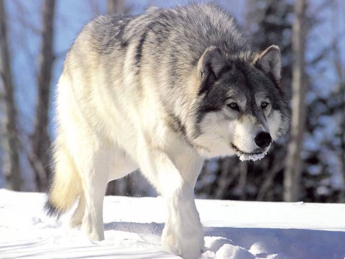 WOLFF - Wolf
