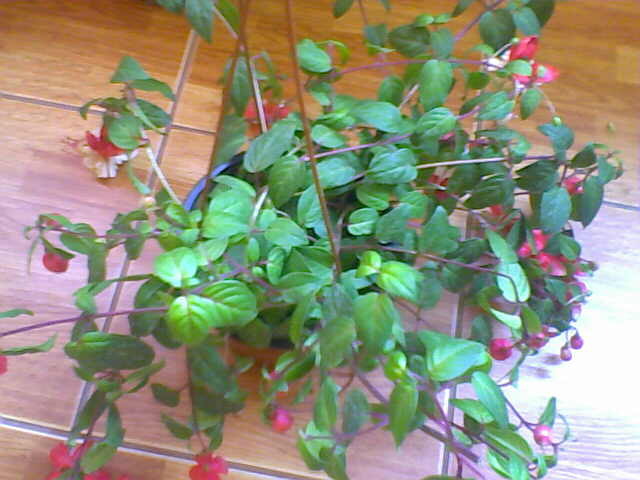 Picture 005 - florile mele