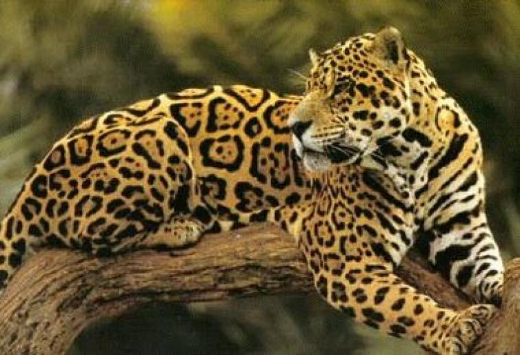 leopard in copac; iar felina...
