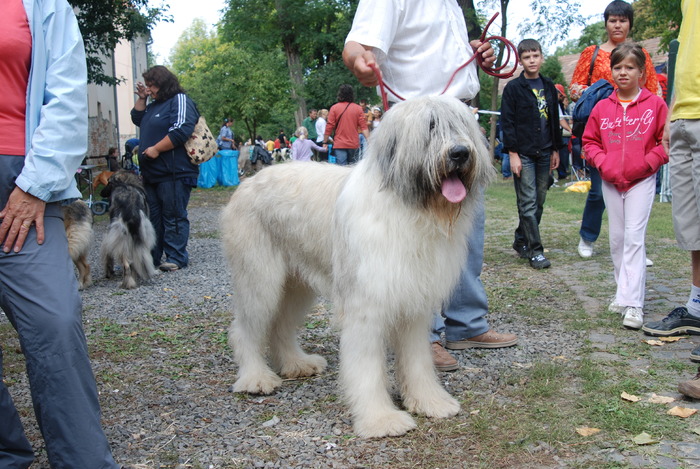 DSC_0206 - Concurs international de frumustete canina 2009 TgMures