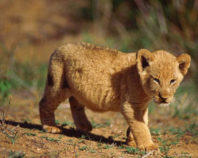 [From www.metacafe.com] 1034961.5863493.1