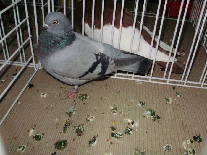 cluj 2 - 1506 2 porumbei rz