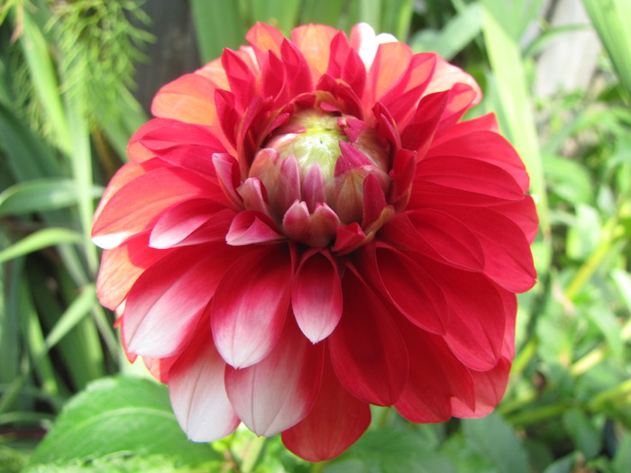 Dalia Mussete 17 aug 2009 (2)