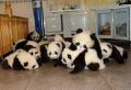 Ursii panda (13) - Ursi panda