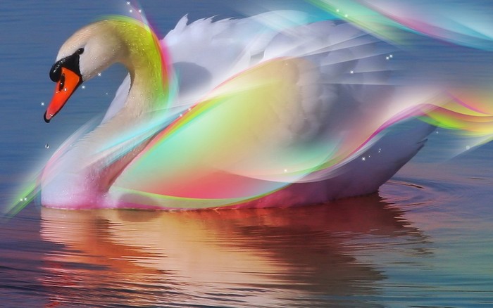 swan - Vibrant Colors Wallpapers