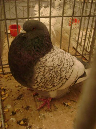 DSC05421 - expozitia tarnaveni 2009