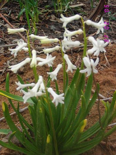 Zambila alba - Flori de Primavara