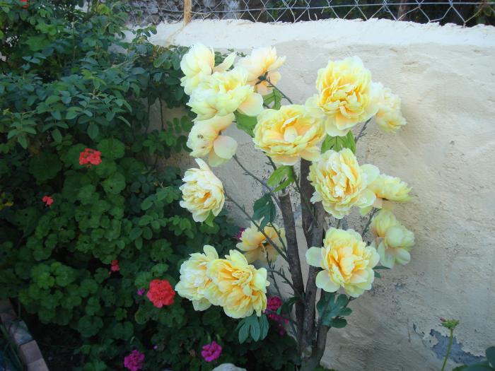 Picture 155; Larnaca
