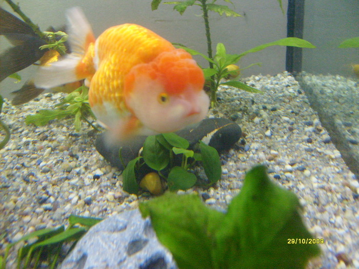 ranchu meu cel drag