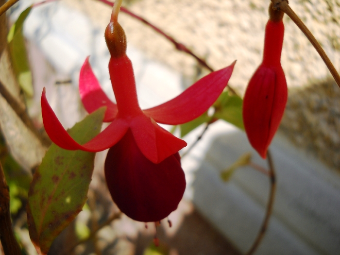 Picture 062 - flori dragute