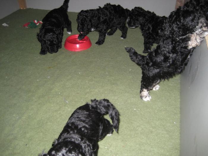 Dupa 43 zile - Cateii