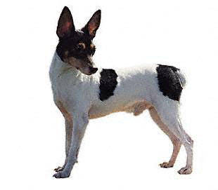 toy_fox_terrier - Terriers