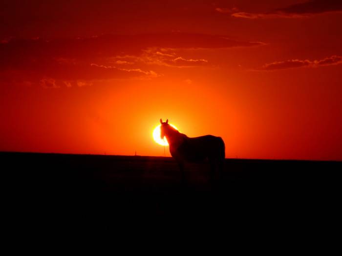 apus_de_soare_sunset_cal_horse - rasarituri si apusuri
