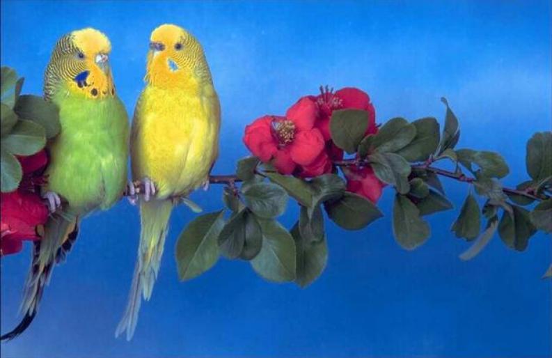 doi papagali - camelutza 3000