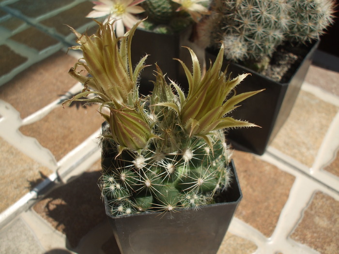 Escobaria misouriensis - cactusi infloriti