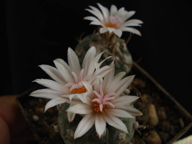 DSC08810 - Cactusi