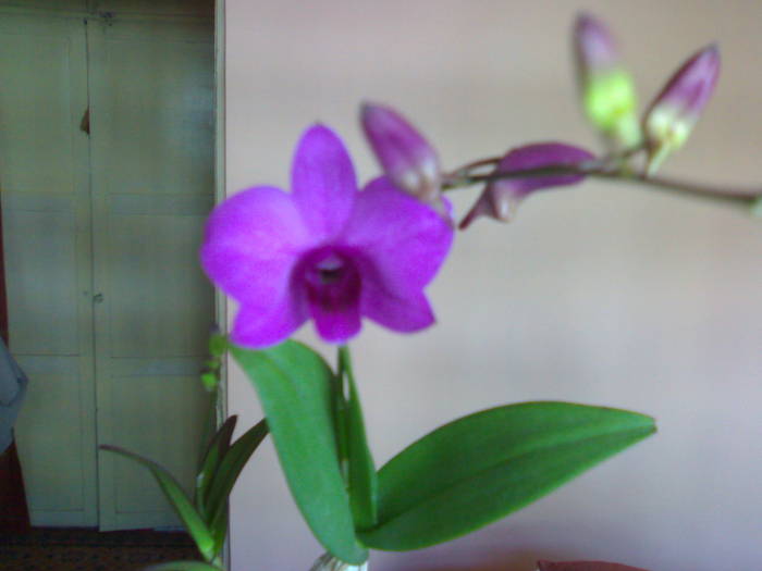 Prima floare 03.07 - Dendrobium phalaenopsis 2009