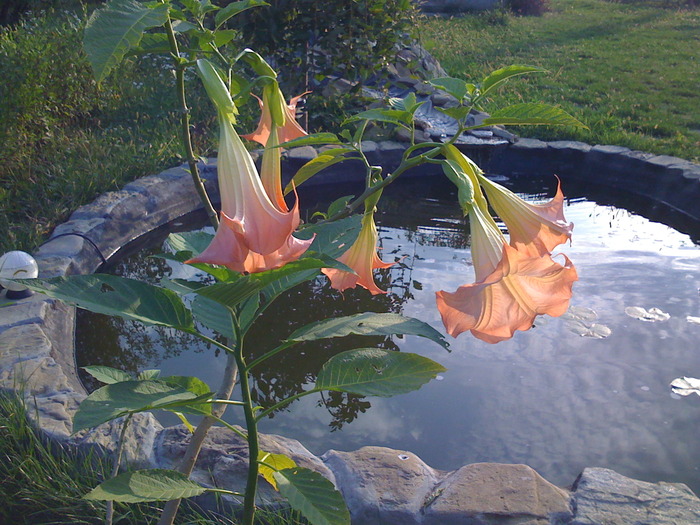 brugmansia "penelopica" - 2009