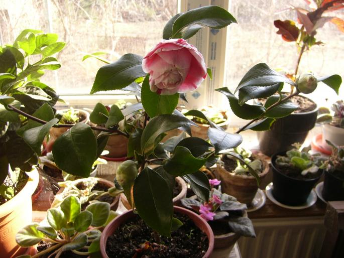 camelia japonica - Camelia japonica