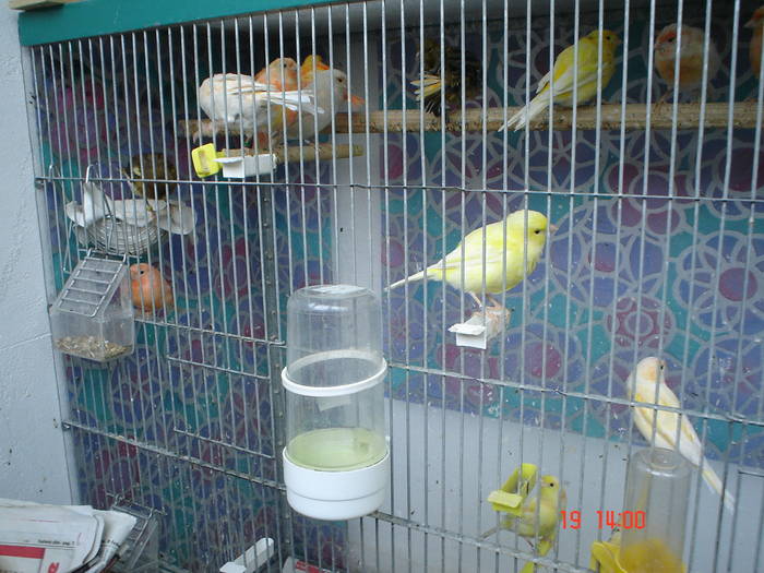 DSC03932 - canari poze 2009