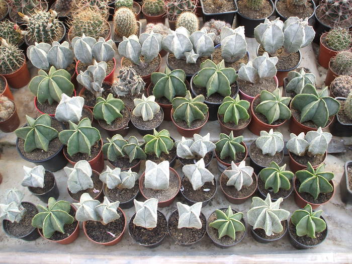 Grup Astrophytum - colectia mea de cactusi