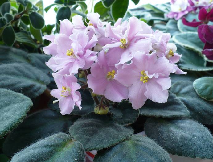 P1130479 - Saintpaulia - violete de camera