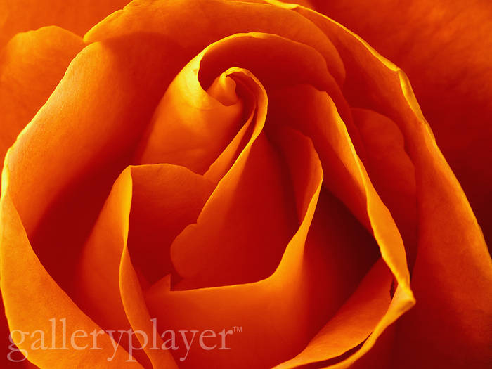 Flower - GalleryPlayer - de toate