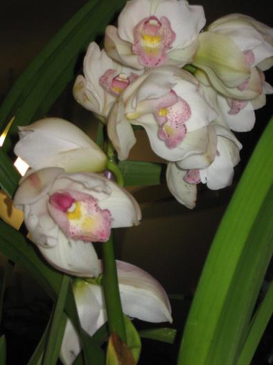 flori cymbidium - orhidee