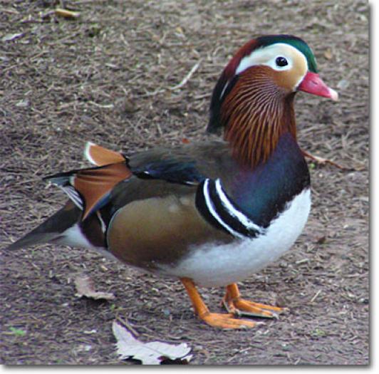 mandarin_pasari_exotice