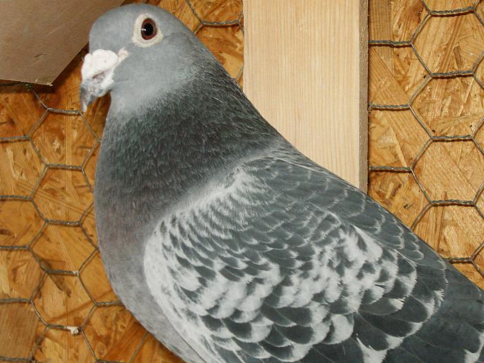 HPIM2170 - porumbei 2009