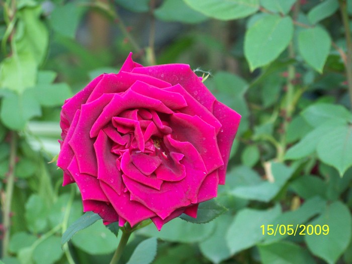 100_1831 - Primavara in curte  Timisoara