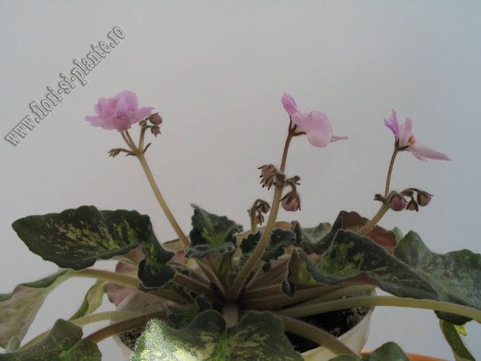 Saintpaulia Genetic Blush 6
