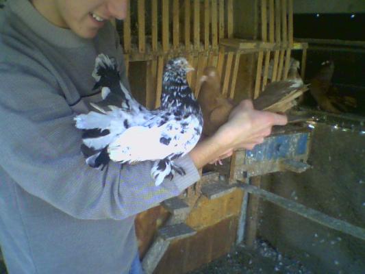 poza0018 - Roller de colectie