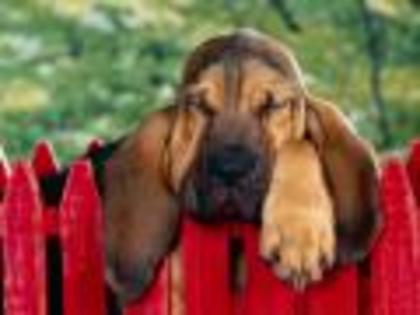 Bloodhound Dogs Wallpapers Poze Caini Eleganti - poze cu caini si pisici
