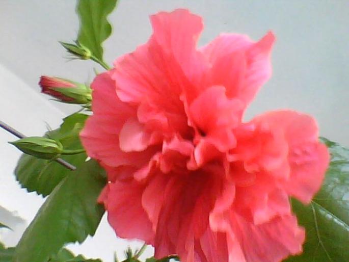 hibiscus ciclam