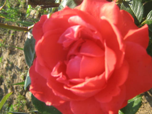 flori 381 - trandafiri