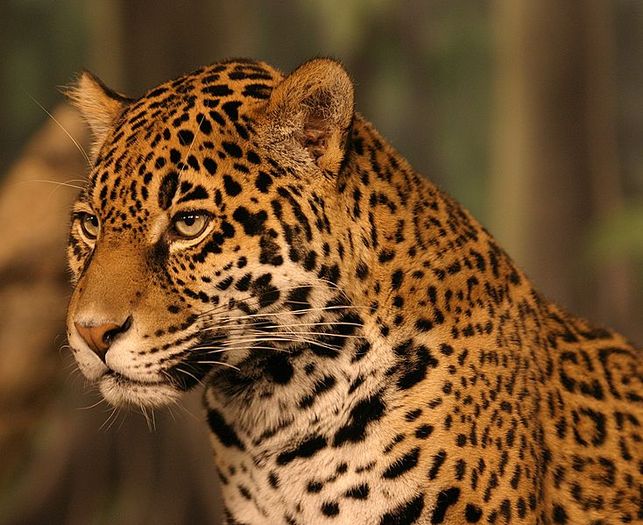 Jaguar - Salvati animalele pe cale de disparitie