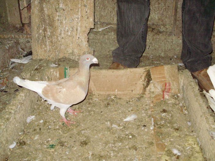 P8252164 - 1745 Petru Negut