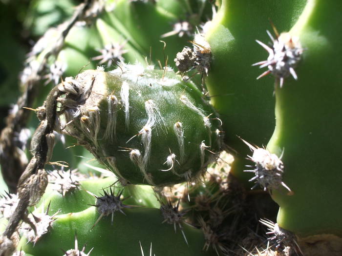 Fruct Echinopsis - Fructe de cactusi si suculente