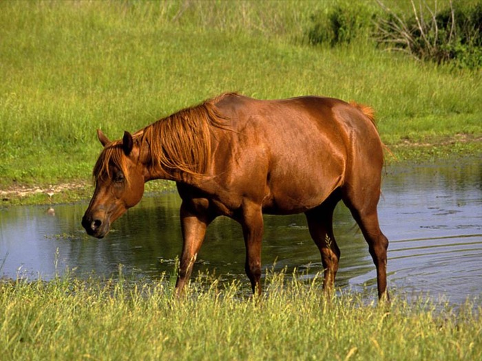 webshots1094 - Animale