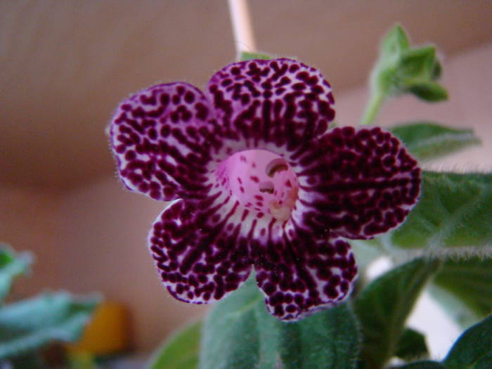 Kohleria Kapo 5