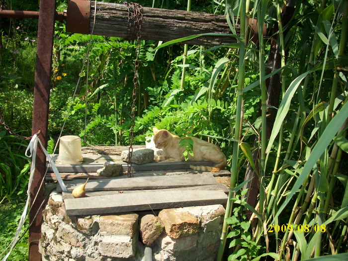 DSCI0720 - pisici si catelusa Boggy