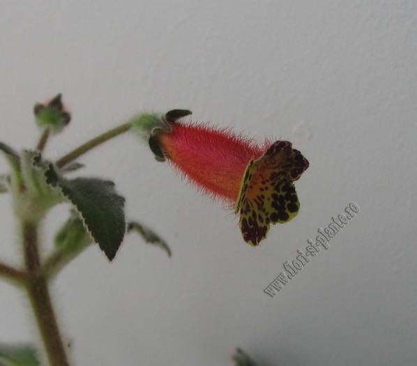 Kohleria Mothers Lipstick 3