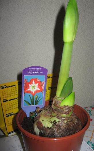 Royal Red cu eticheta de Stargazer - Hippeastrum