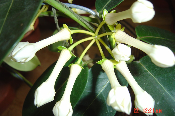 iasomia de camera - florile mele in 2009