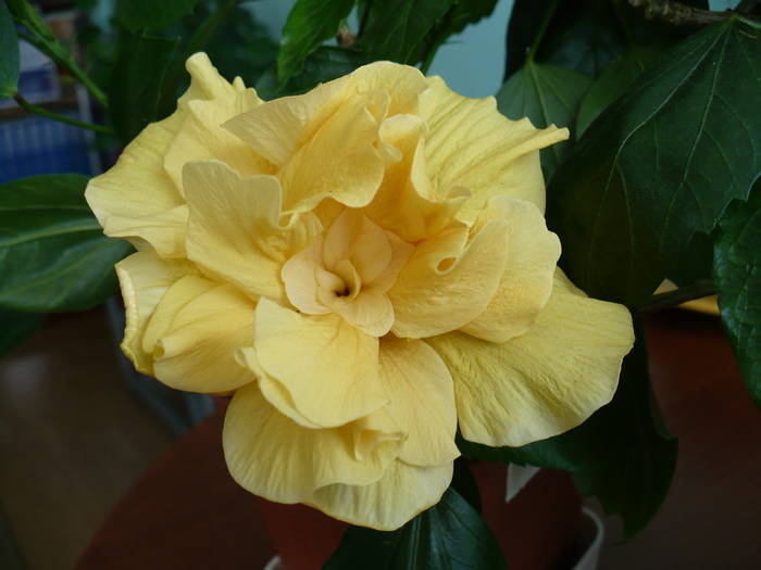 P1130971 - HIBISCUSI