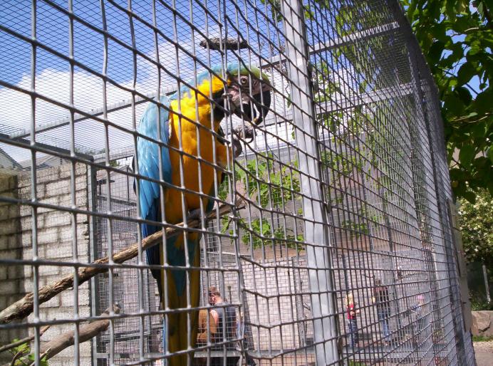 centrul papagali (4)