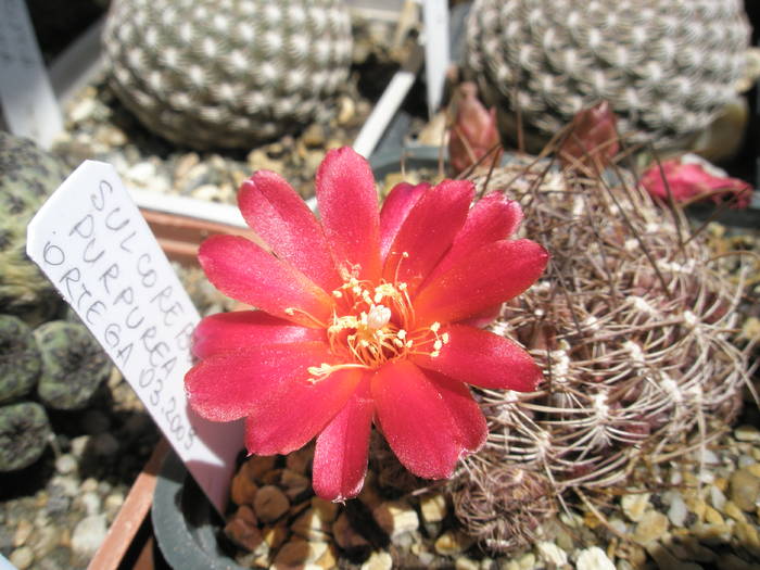 Sulcorebutia purpurea - floare 25.05 - Sulcorebutia