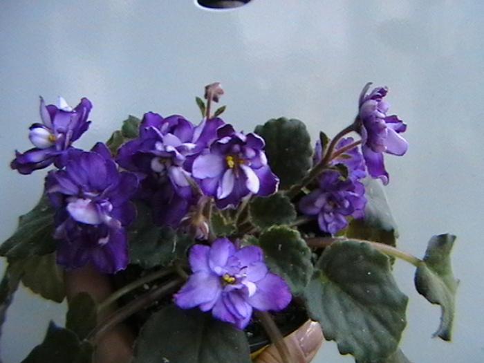 26.11 - violete 2009