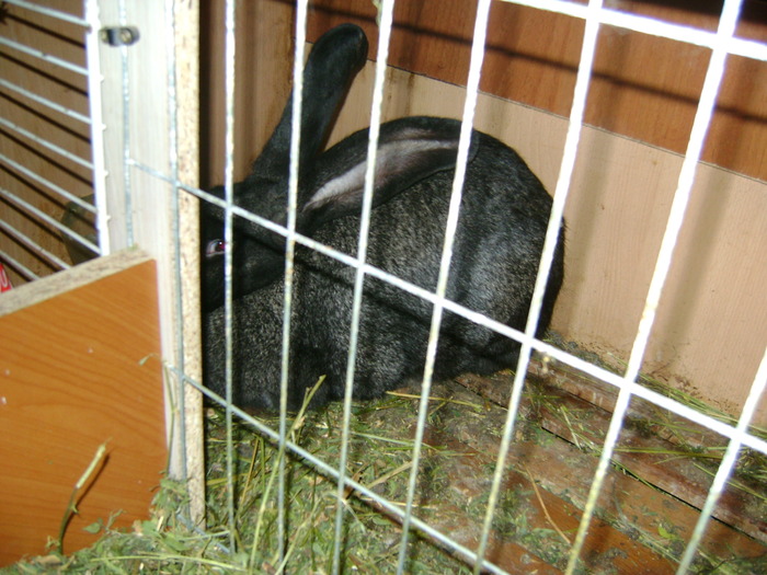Picture 179 - iepuri urias german negru